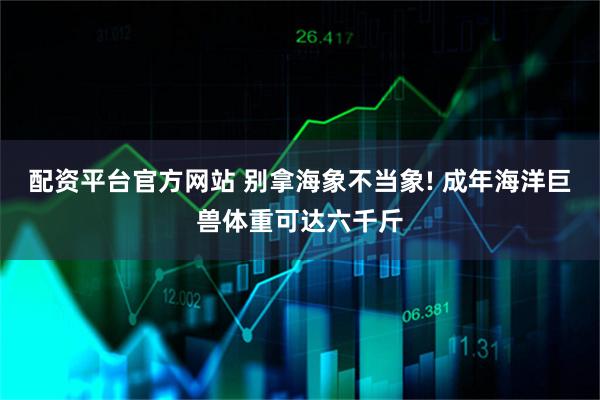 配资平台官方网站 别拿海象不当象! 成年海洋巨兽体重可达六千斤